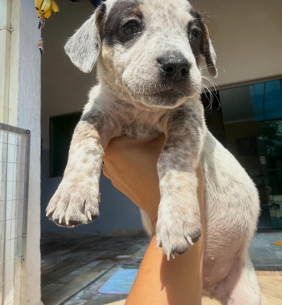 Ezequiel, cachorro de porte pequeno para adoção em Peruíbe - SP