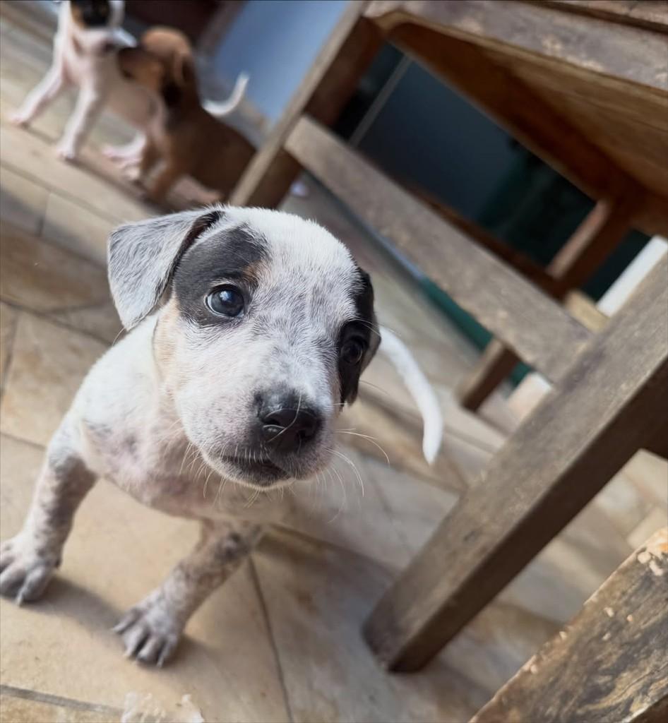 Ezequiel, cachorro de porte pequeno para adoção em Peruíbe - SP — foto 2 de 6
