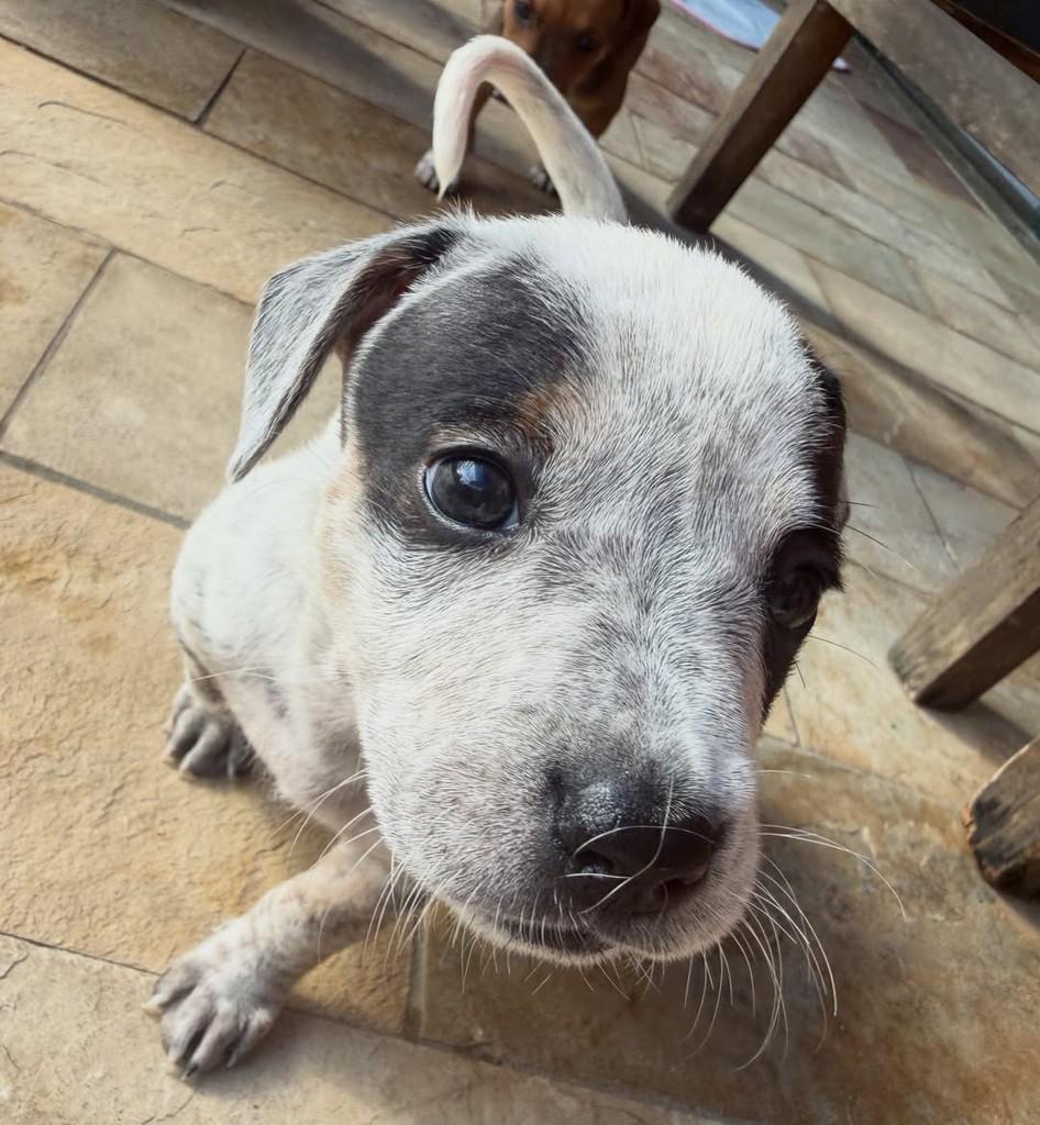 Ezequiel, cachorro de porte pequeno para adoção em Peruíbe - SP — foto 3 de 6