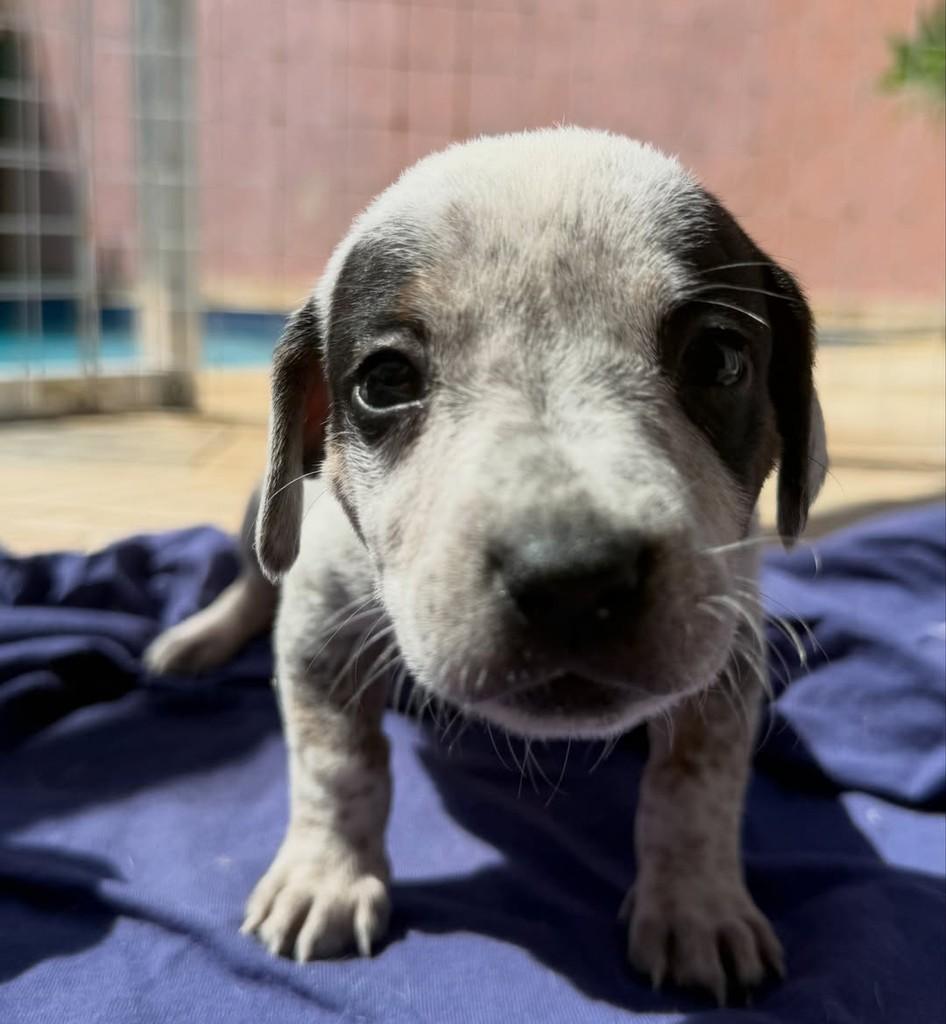 Ezequiel, cachorro de porte pequeno para adoção em Peruíbe - SP — foto 4 de 6