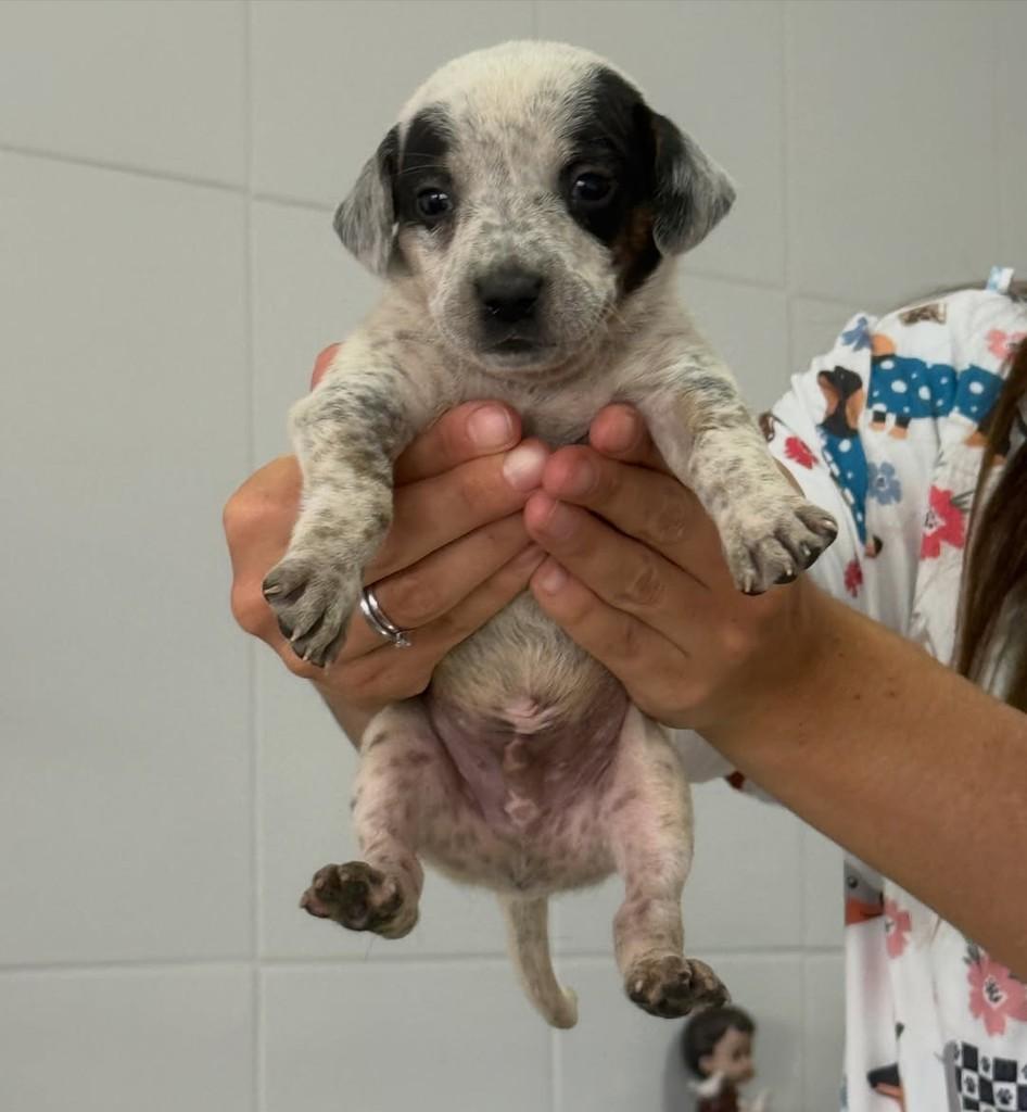 Ezequiel, cachorro de porte pequeno para adoção em Peruíbe - SP — foto 5 de 6