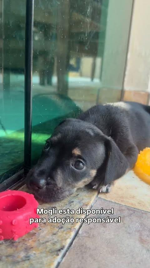 Mogli, cachorro de porte pequeno para adoção em Peruíbe - SP