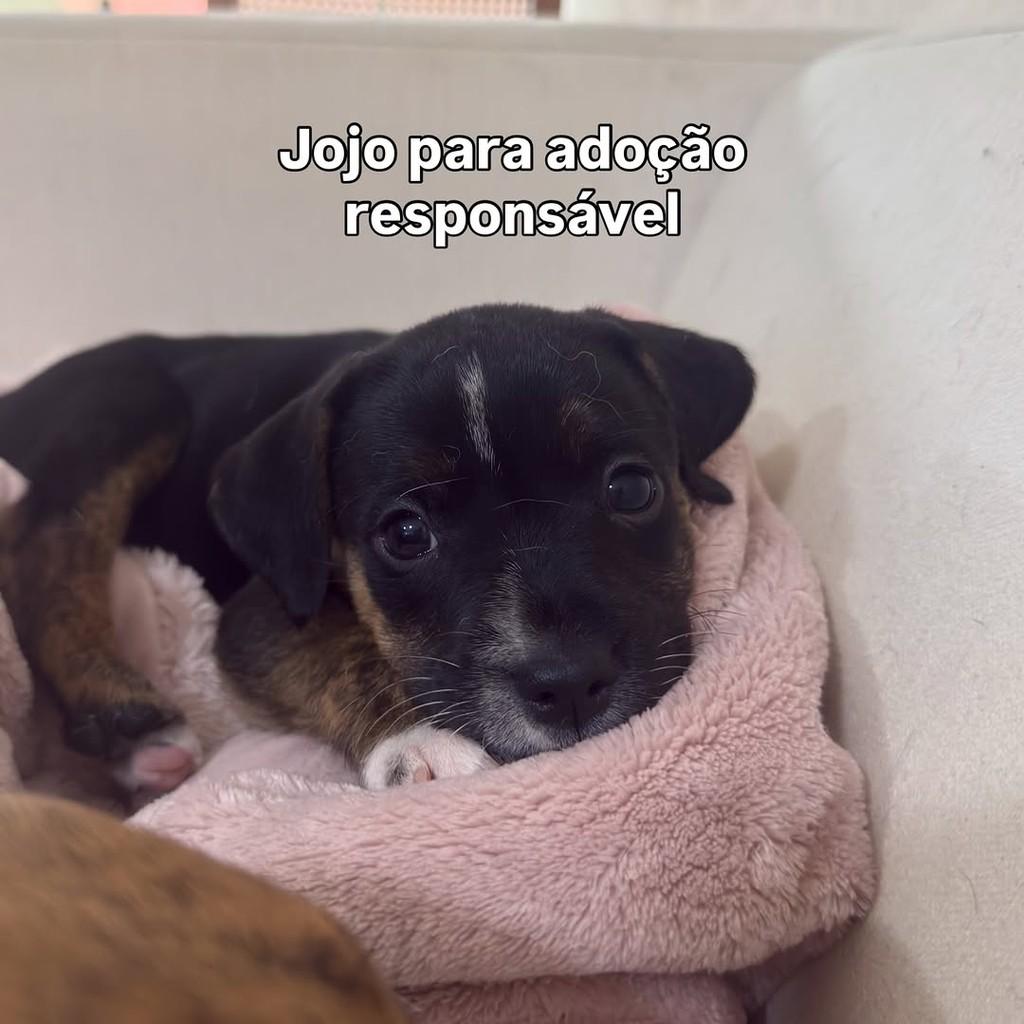 Jojo, cachorro de porte pequeno para adoção em Peruíbe - SP