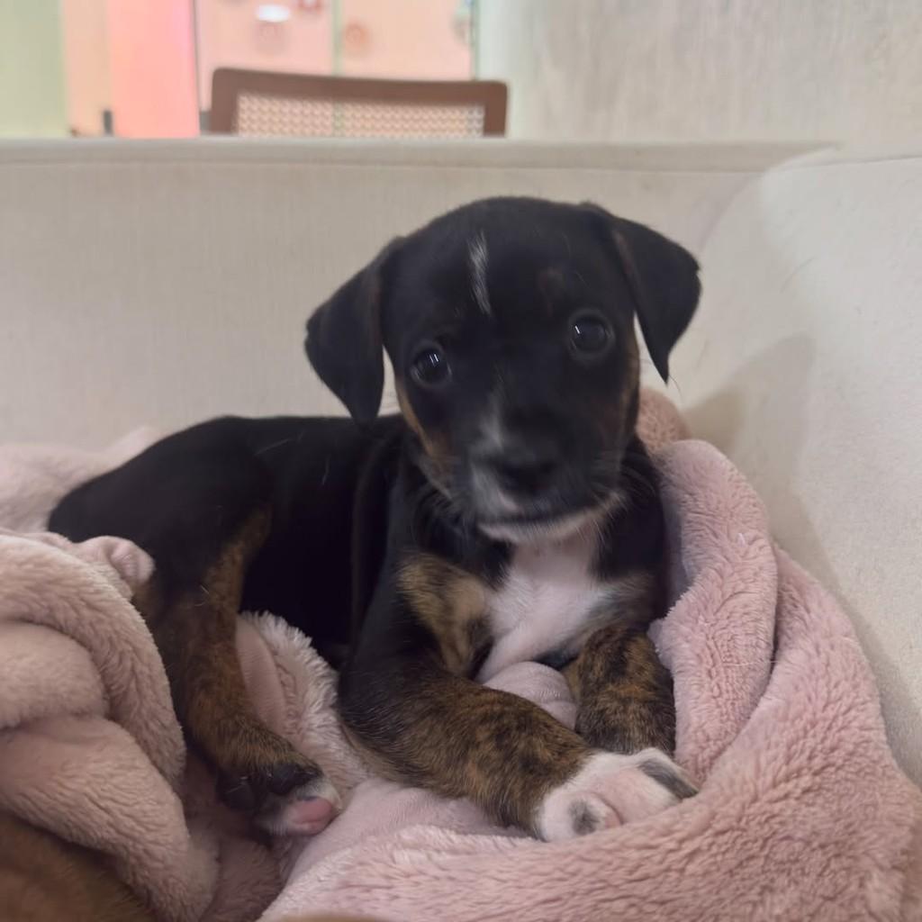 Jojo, cachorro de porte pequeno para adoção em Peruíbe - SP — foto 2 de 5