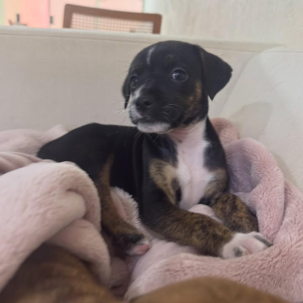 Jojo, cachorro de porte pequeno para adoção em Peruíbe - SP — foto 3 de 5
