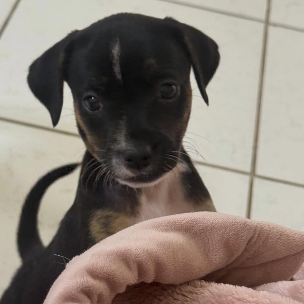 Jojo, cachorro de porte pequeno para adoção em Peruíbe - SP — foto 4 de 5