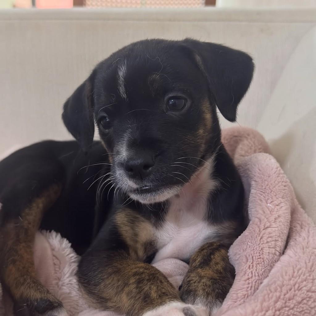 Jojo, cachorro de porte pequeno para adoção em Peruíbe - SP — foto 5 de 5