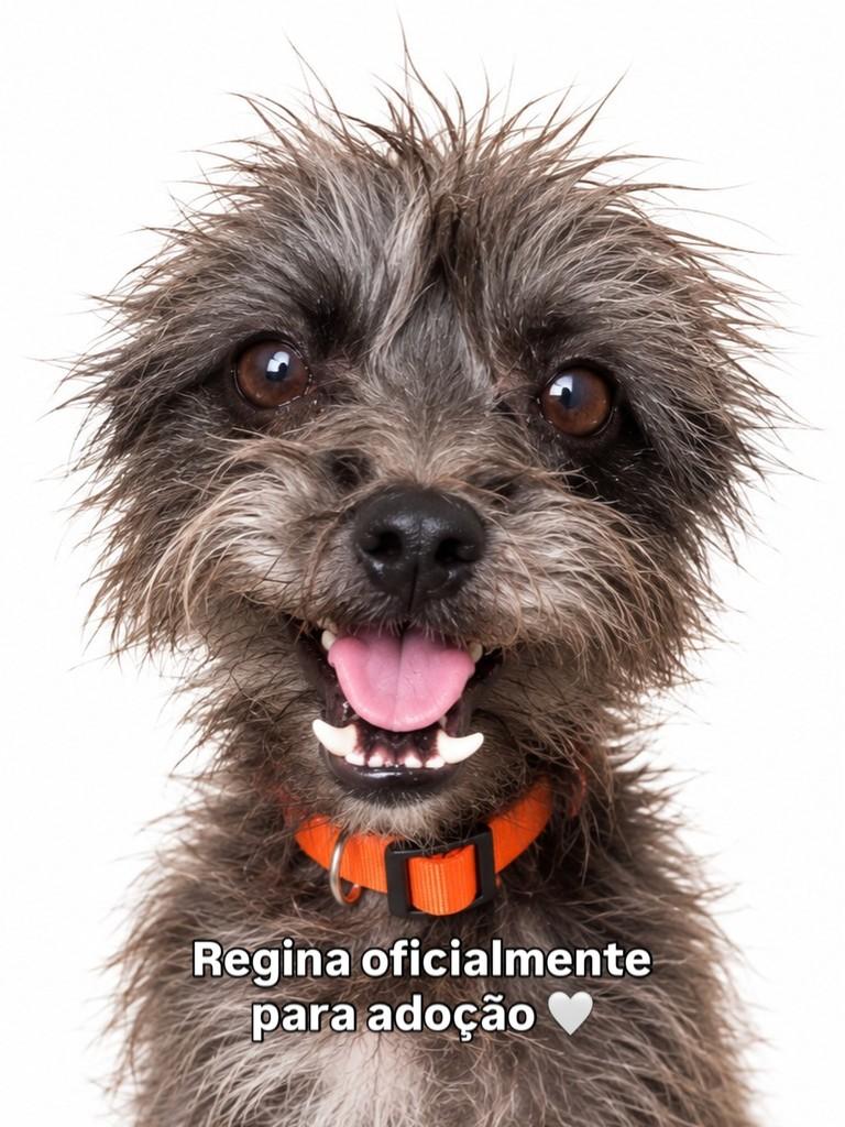 Regina, cadela de porte pequeno para adoção em Peruíbe - SP