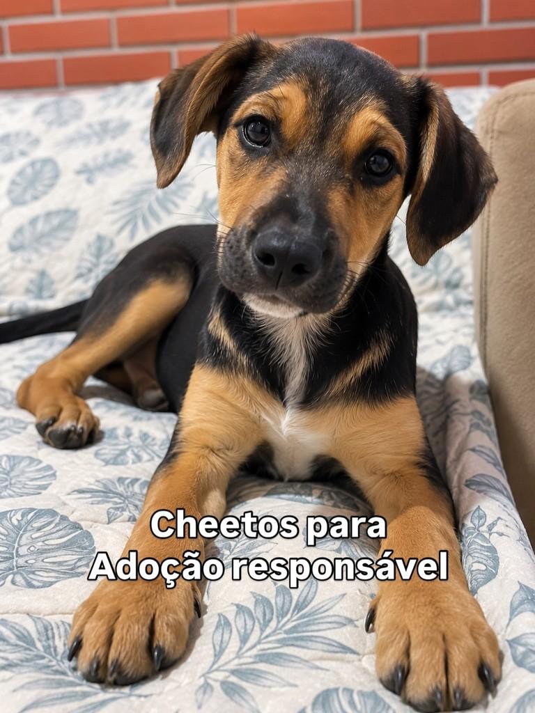 Cheetos, cachorro de porte médio para adoção em Peruíbe - SP