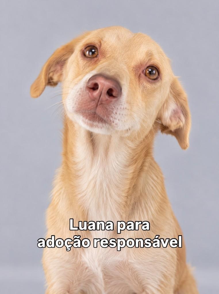 Luana, cadela de porte pequeno para adoção em Peruíbe - SP