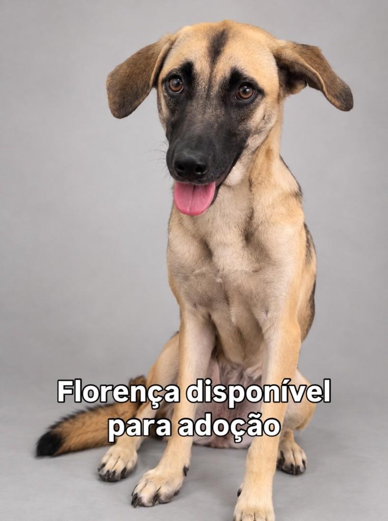 Florença, cadela de porte médio para adoção em Peruíbe - SP