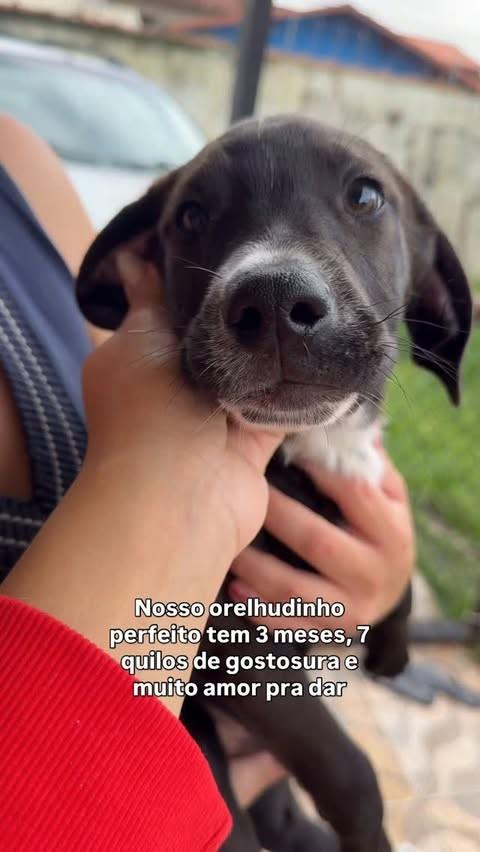 Pietro, cachorro de porte médio para adoção em Peruíbe - SP