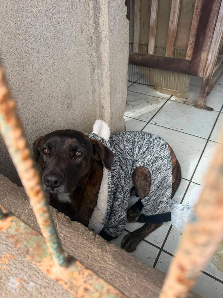 Augusto, cachorro de porte médio para adoção em Peruíbe - SP