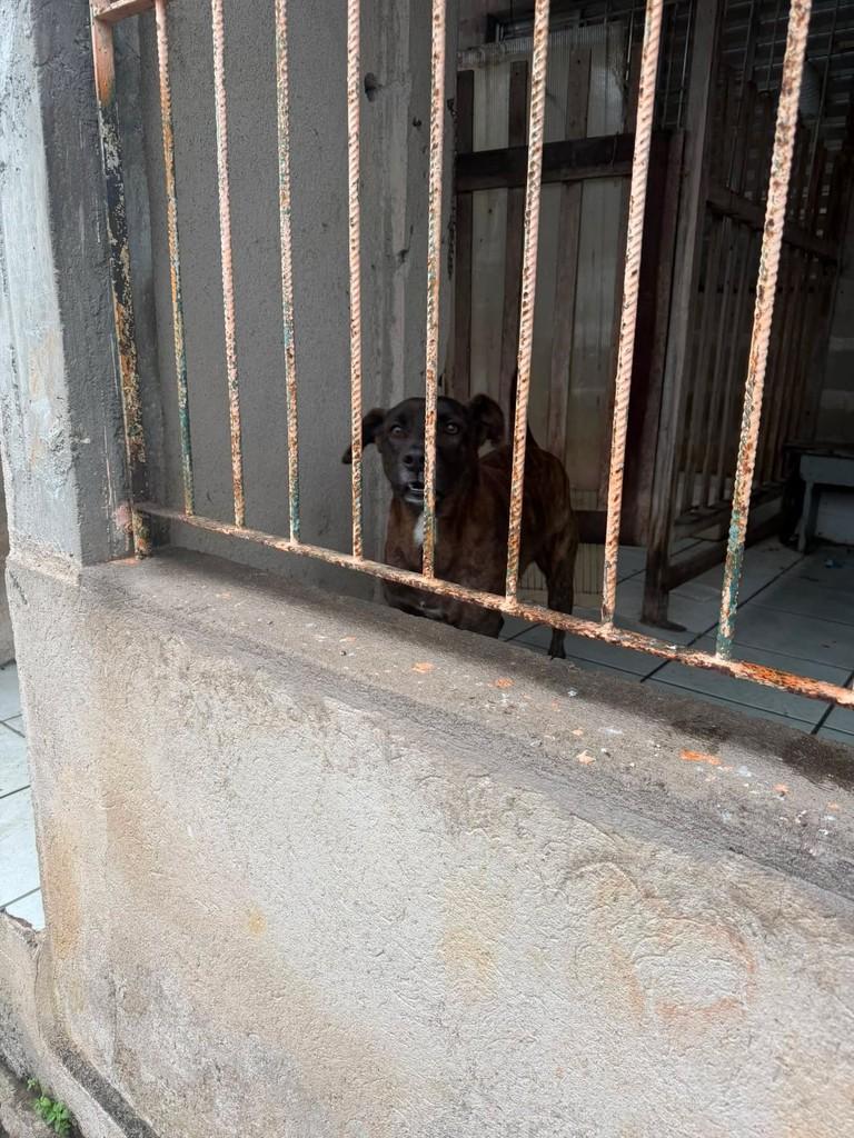 Augusto, cachorro de porte médio para adoção em Peruíbe - SP — foto 2 de 2