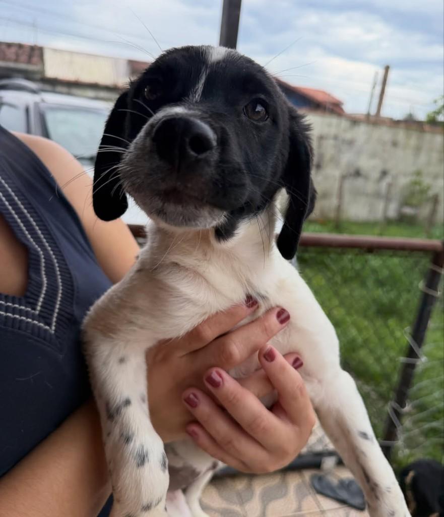 Valentino, cachorro de porte pequeno para adoção em Peruíbe - SP