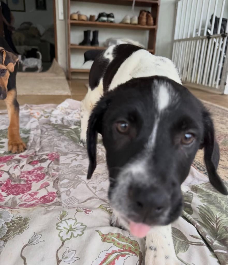 Valentino, cachorro de porte pequeno para adoção em Peruíbe - SP — foto 2 de 2