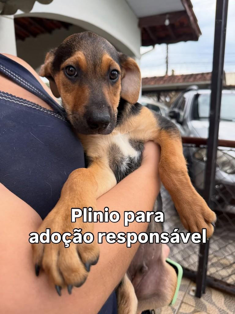 Plínio, cachorro de porte pequeno para adoção em Peruíbe - SP