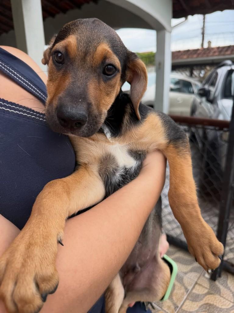 Plínio, cachorro de porte pequeno para adoção em Peruíbe - SP — foto 2 de 6