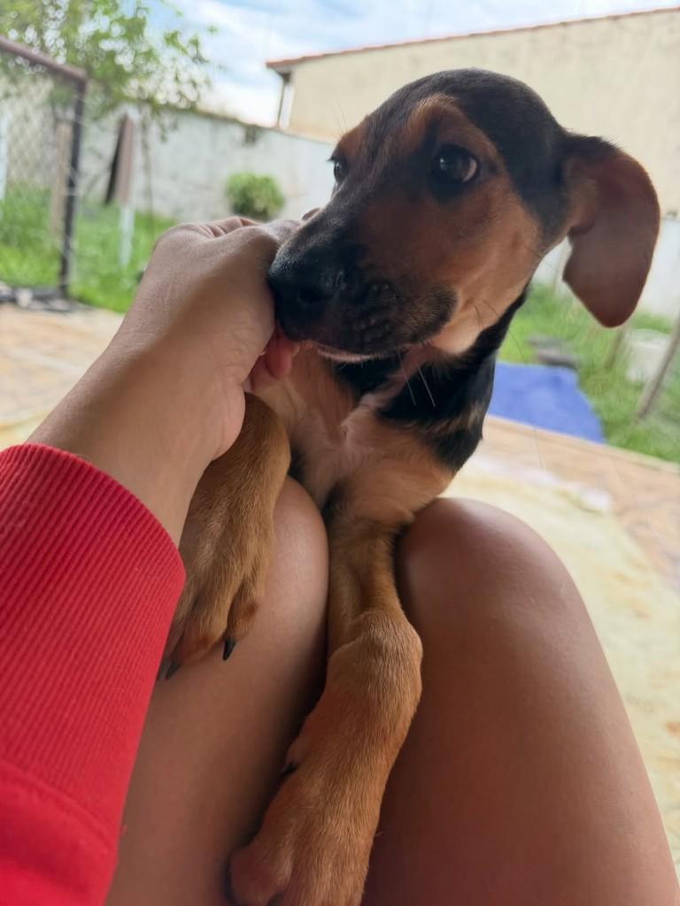 Plínio, cachorro de porte pequeno para adoção em Peruíbe - SP — foto 3 de 6