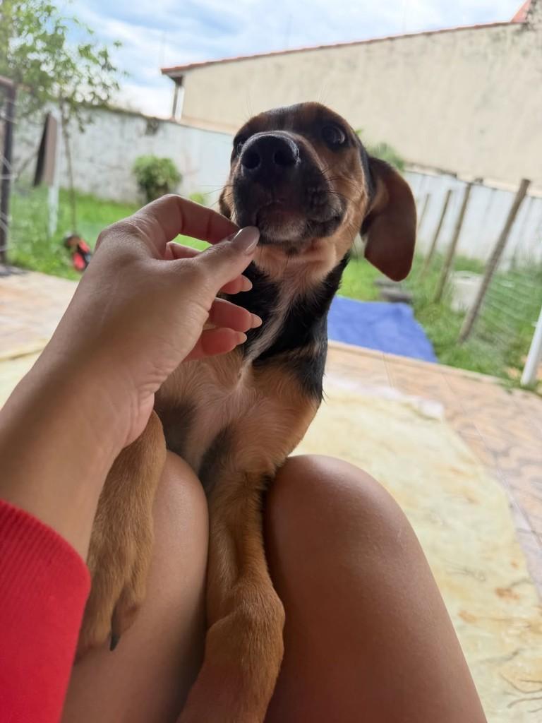 Plínio, cachorro de porte pequeno para adoção em Peruíbe - SP — foto 4 de 6