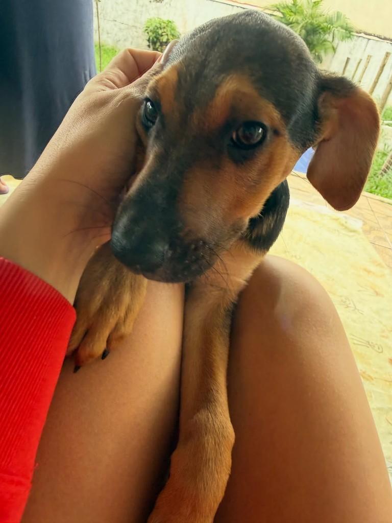 Plínio, cachorro de porte pequeno para adoção em Peruíbe - SP — foto 5 de 6