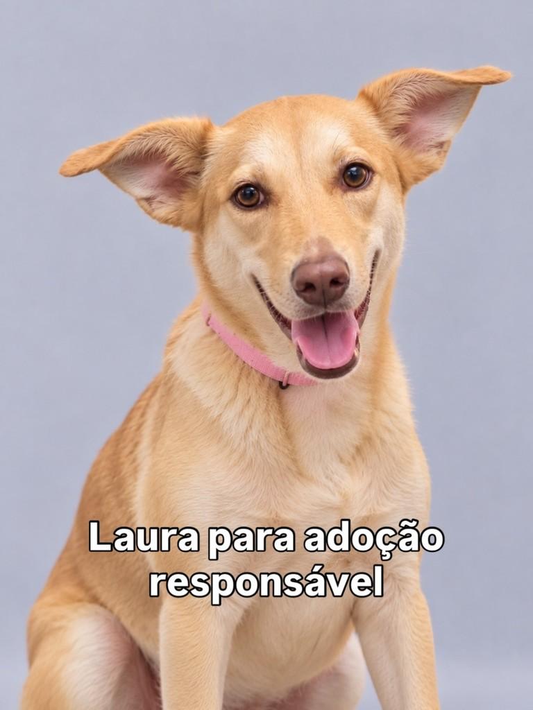 Laura, cadela de porte médio para adoção em Peruíbe - SP