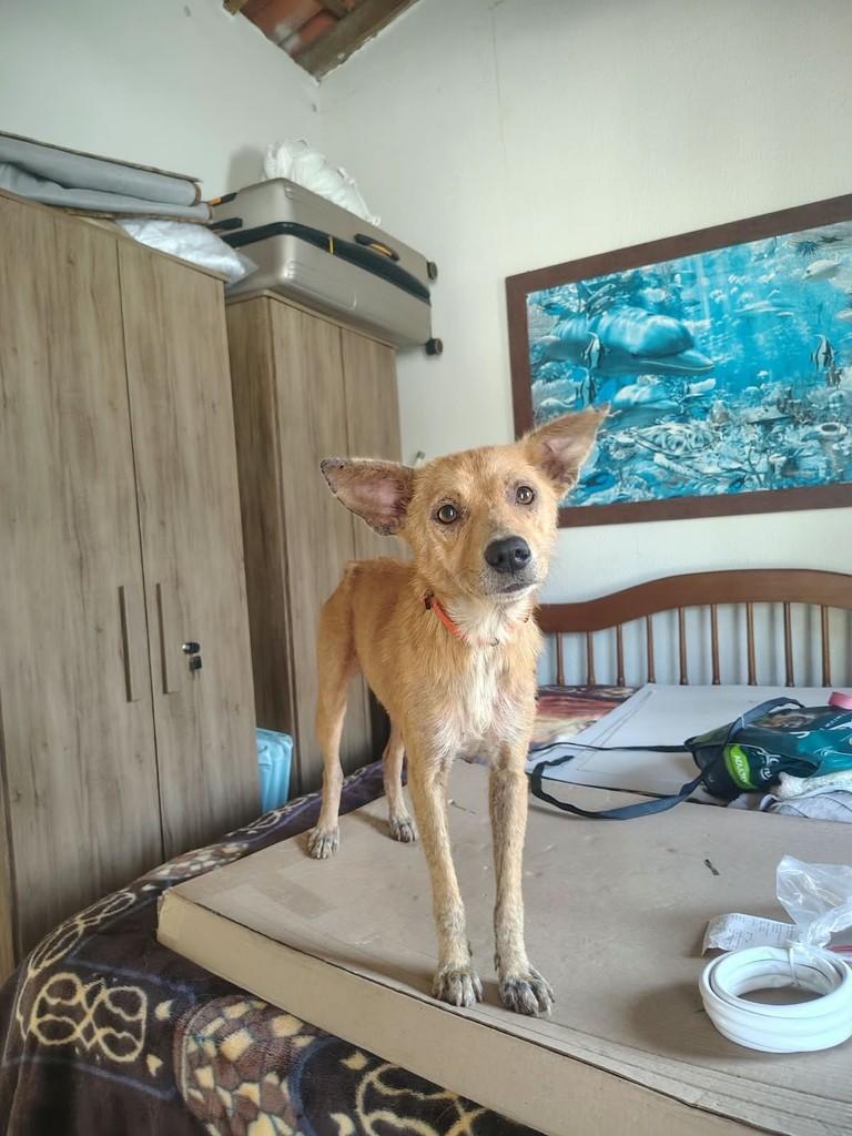 Luara, cadela de porte pequeno para adoção em Peruíbe - SP