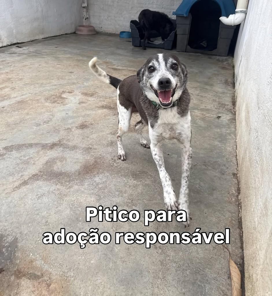 Pitico, cachorro de porte médio para adoção em Peruíbe - SP