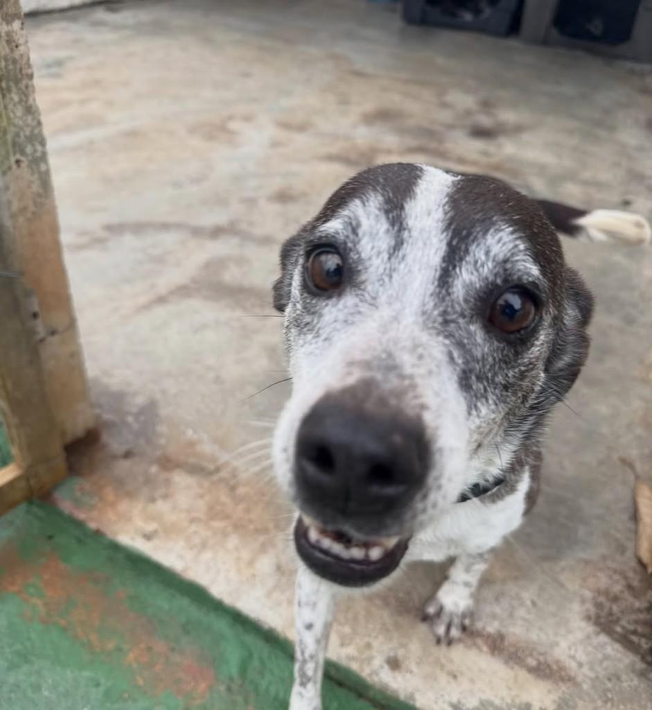 Pitico, cachorro de porte médio para adoção em Peruíbe - SP — foto 2 de 5