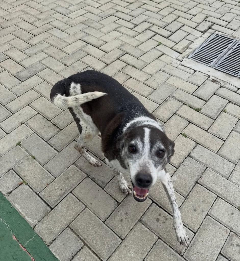 Pitico, cachorro de porte médio para adoção em Peruíbe - SP — foto 3 de 5