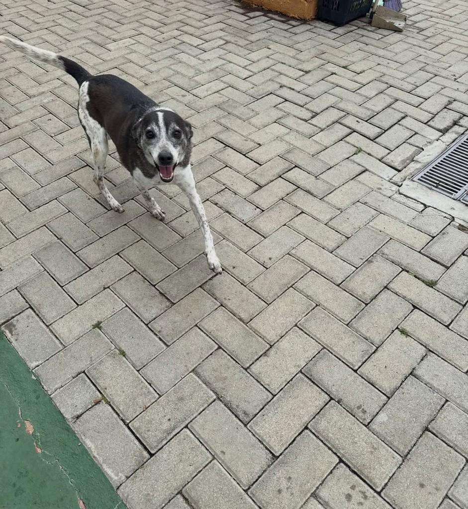 Pitico, cachorro de porte médio para adoção em Peruíbe - SP — foto 4 de 5