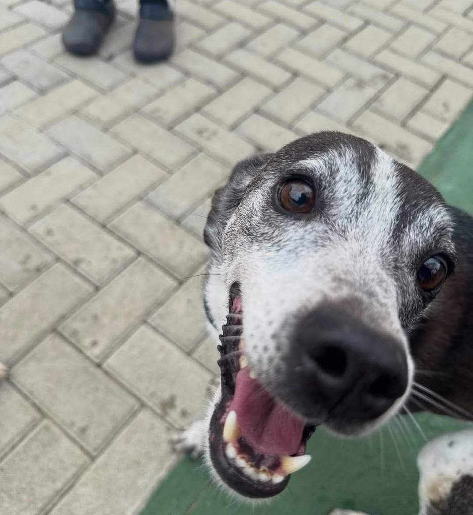 Pitico, cachorro de porte médio para adoção em Peruíbe - SP — foto 5 de 5
