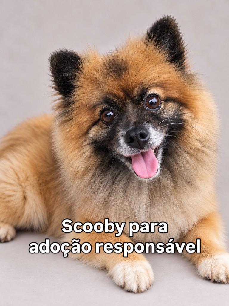 Scooby, cachorro de porte pequeno para adoção em Peruíbe - SP