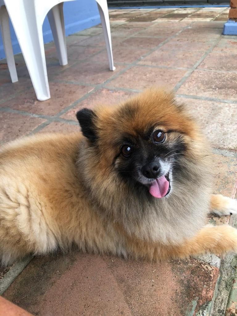 Scooby, cachorro de porte pequeno para adoção em Peruíbe - SP — foto 2 de 5