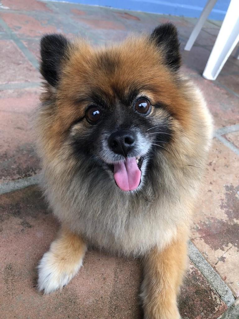 Scooby, cachorro de porte pequeno para adoção em Peruíbe - SP — foto 3 de 5