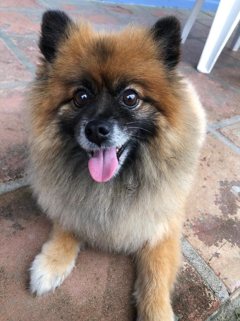 Scooby, cachorro de porte pequeno para adoção em Peruíbe - SP — foto 4 de 5