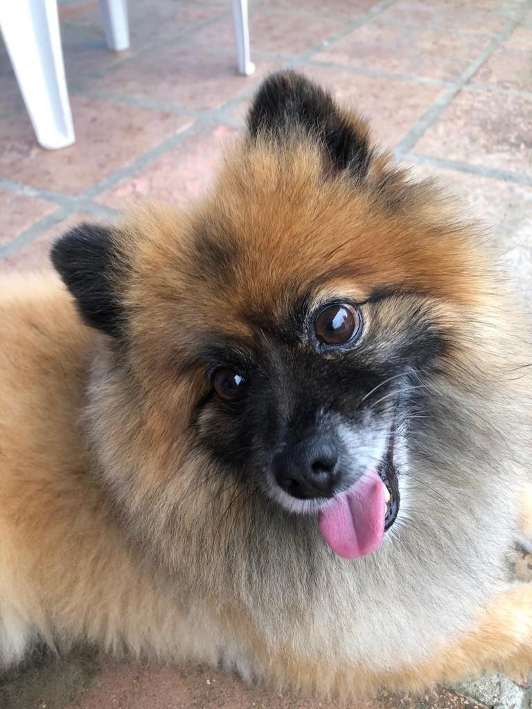 Scooby, cachorro de porte pequeno para adoção em Peruíbe - SP — foto 5 de 5