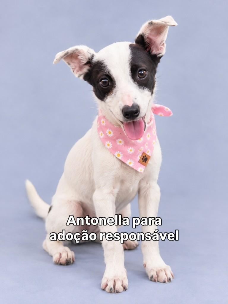 Antonella, cadela de porte médio para adoção em Peruíbe - SP