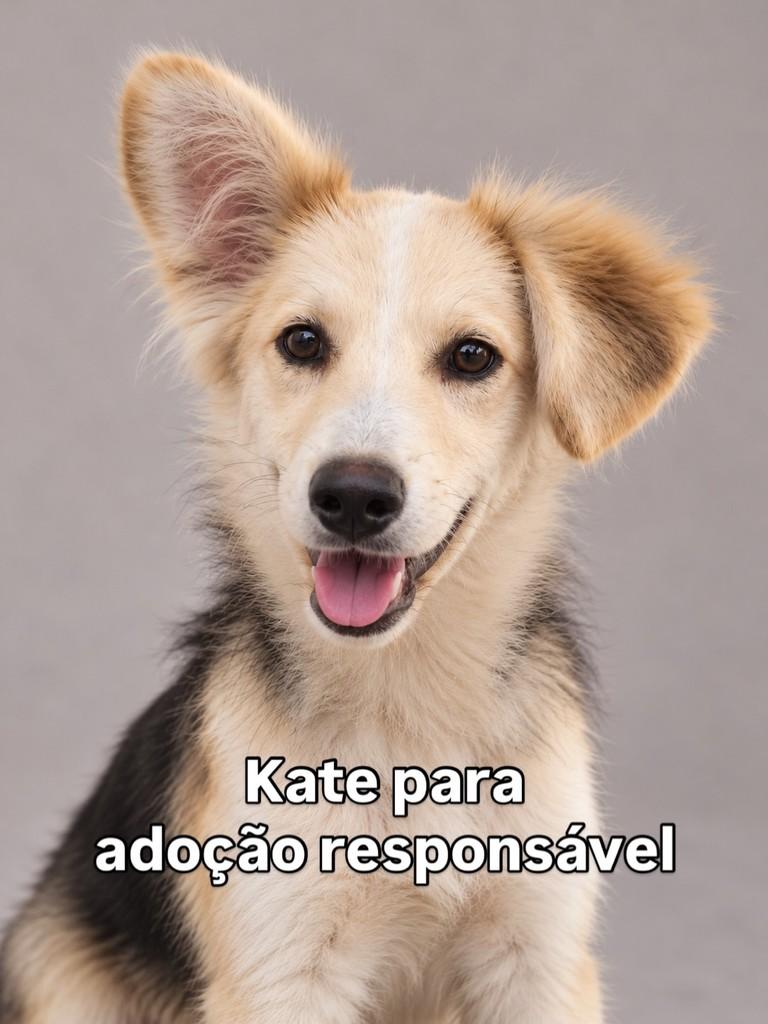 Kate, cadela de porte médio para adoção em Peruíbe - SP