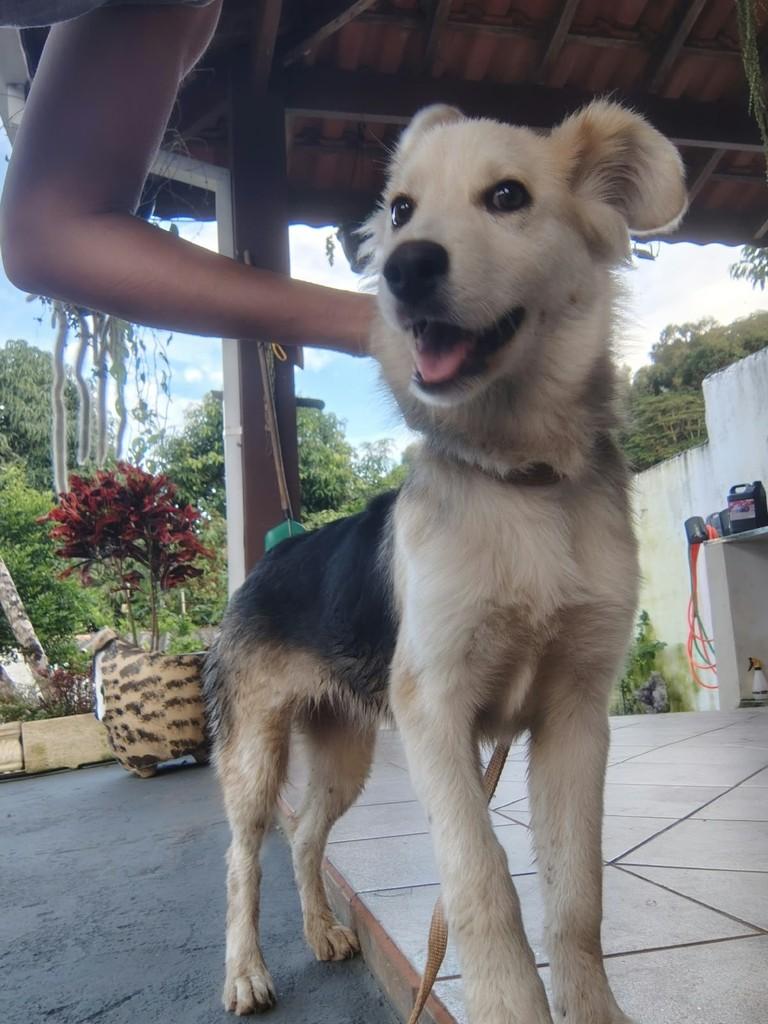 Kate, cadela de porte médio para adoção em Peruíbe - SP — foto 3 de 4