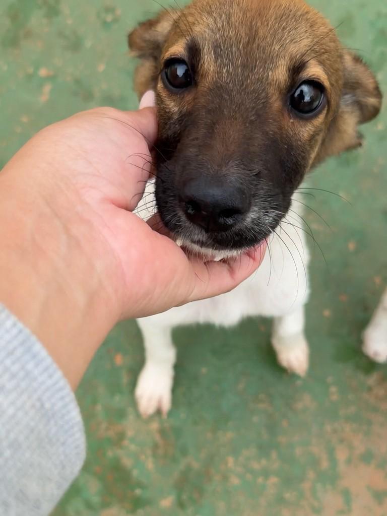 Fabrício, cachorro de porte médio para adoção em Peruíbe - SP