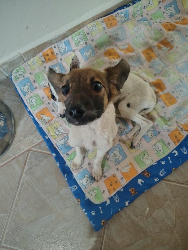 Fabrício, cachorro de porte médio para adoção em Peruíbe - SP — foto 2 de 2