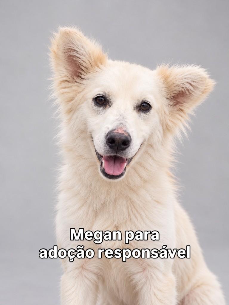 Megan, cadela de porte médio para adoção em Peruíbe - SP