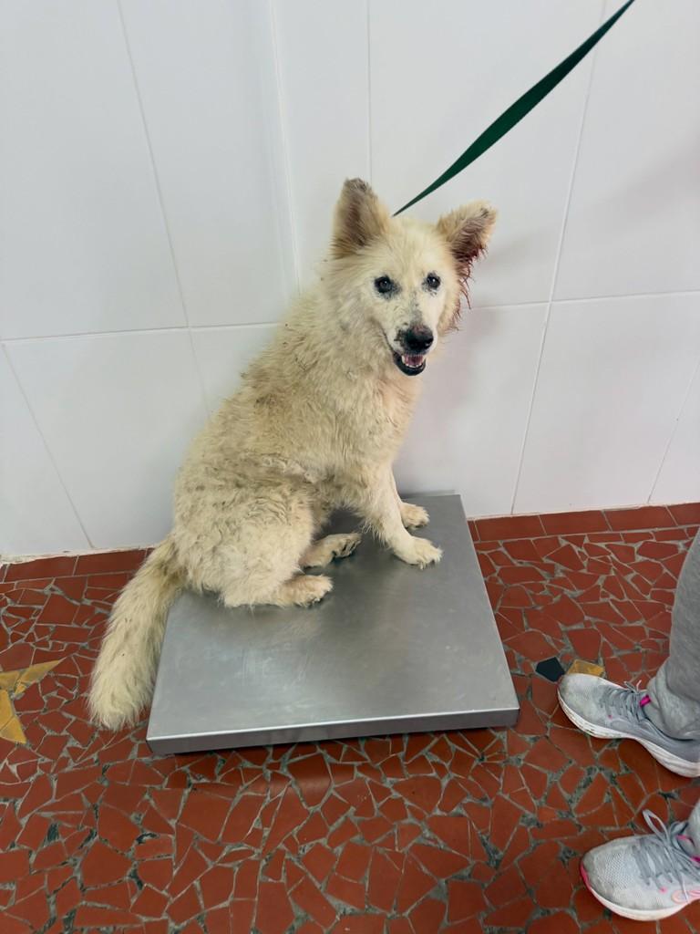 Megan, cadela de porte médio para adoção em Peruíbe - SP — foto 2 de 3