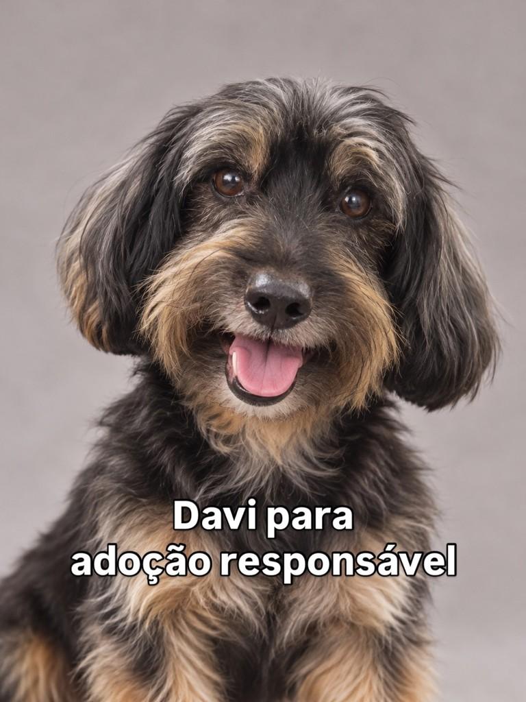 Davi, cachorro de porte pequeno para adoção em Peruíbe - SP
