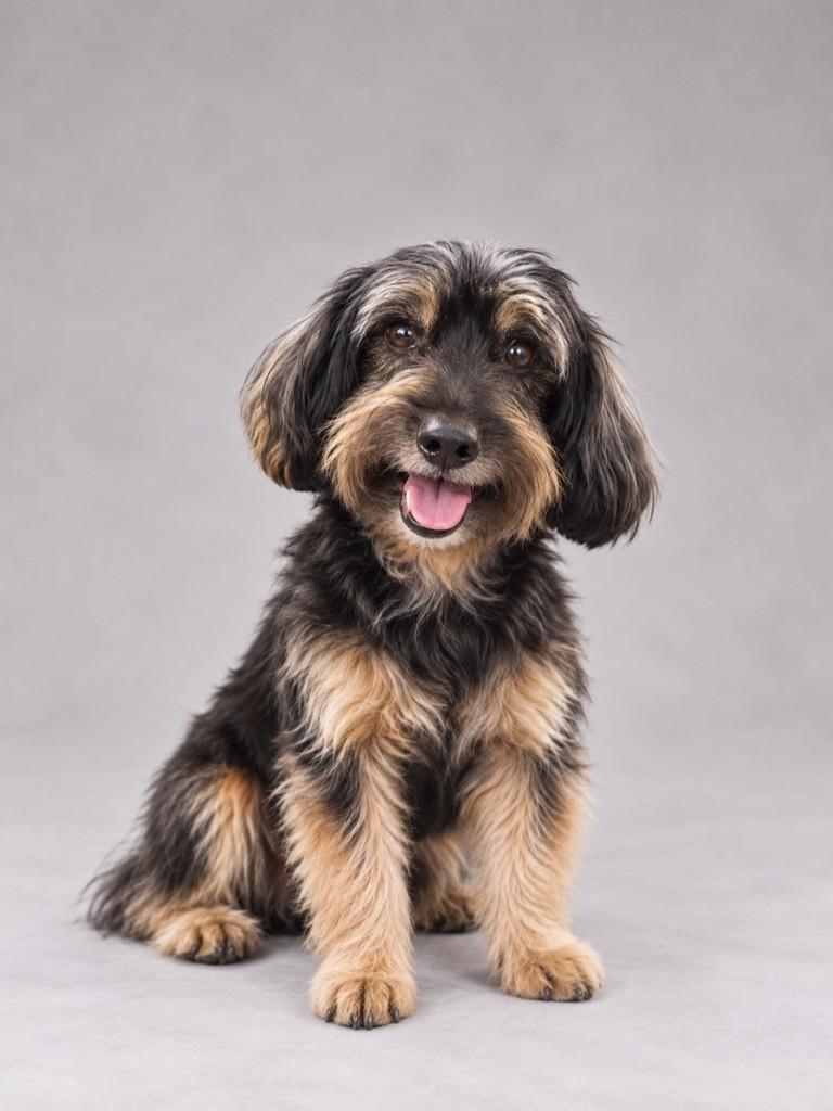 Davi, cachorro de porte pequeno para adoção em Peruíbe - SP — foto 2 de 4