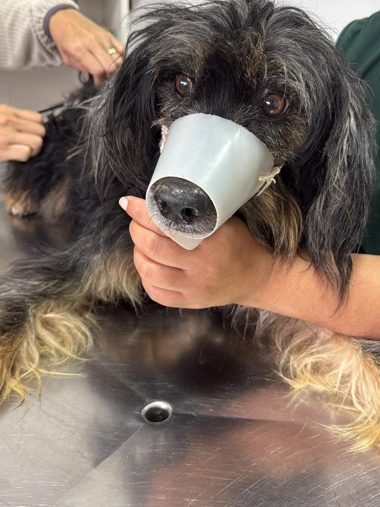 Davi, cachorro de porte pequeno para adoção em Peruíbe - SP — foto 3 de 4