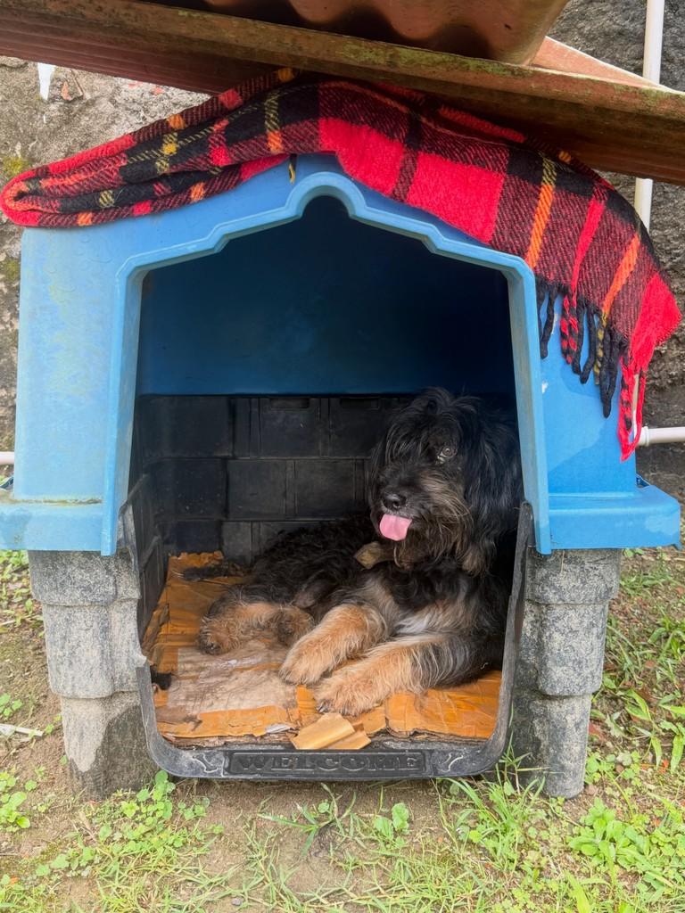Davi, cachorro de porte pequeno para adoção em Peruíbe - SP — foto 4 de 4