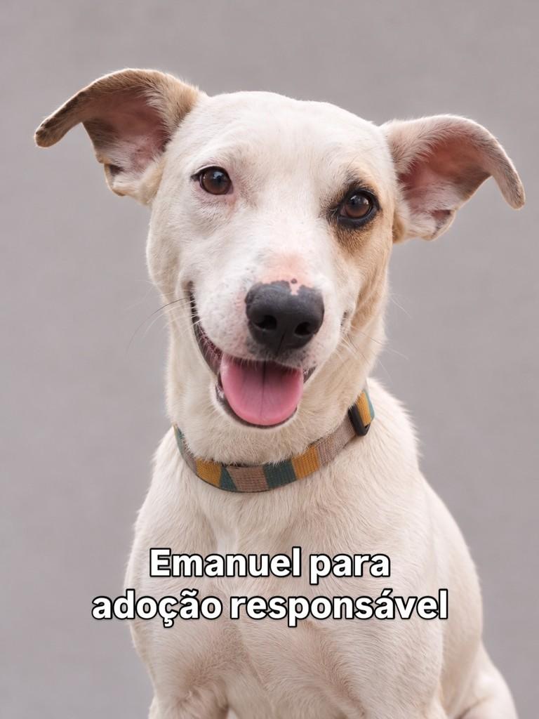 Emanuel, cachorro de porte médio para adoção em Peruíbe - SP