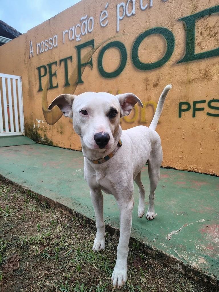 Emanuel, cachorro de porte médio para adoção em Peruíbe - SP — foto 2 de 2